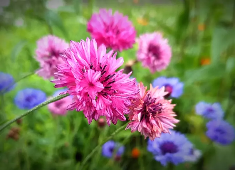 De Nieuwe Tuin