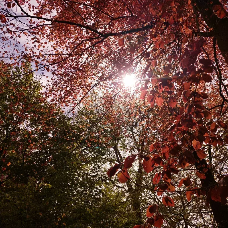 De Nieuwe Tuin