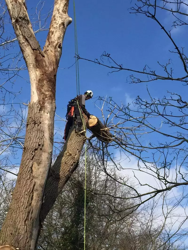 Onderhoudssnoei van een Magnolia