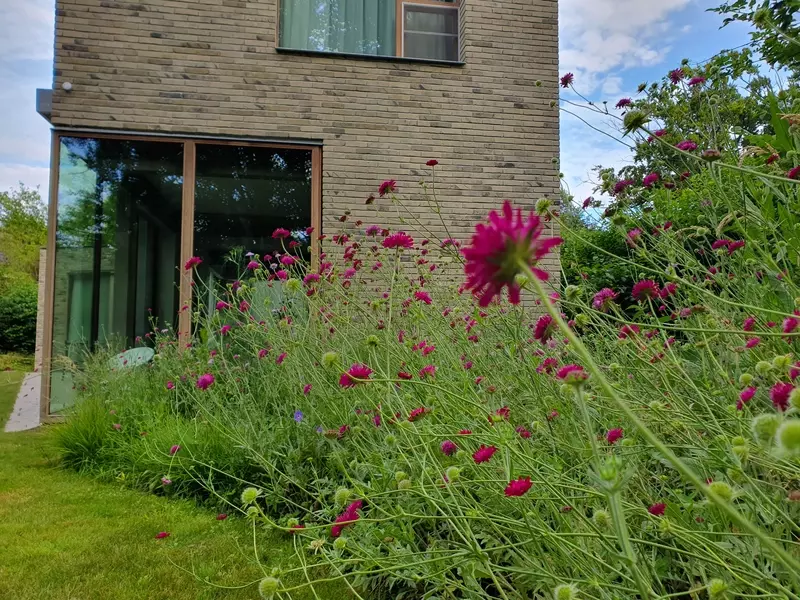 Wilde tuin te Schoten. Knautia staat in bloei.