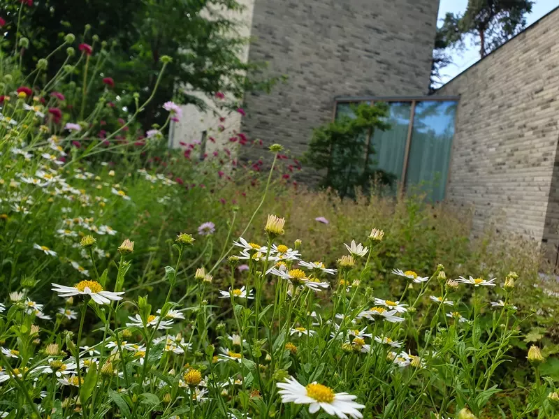 Natuurlijke tuin met Kalimeris in bloei