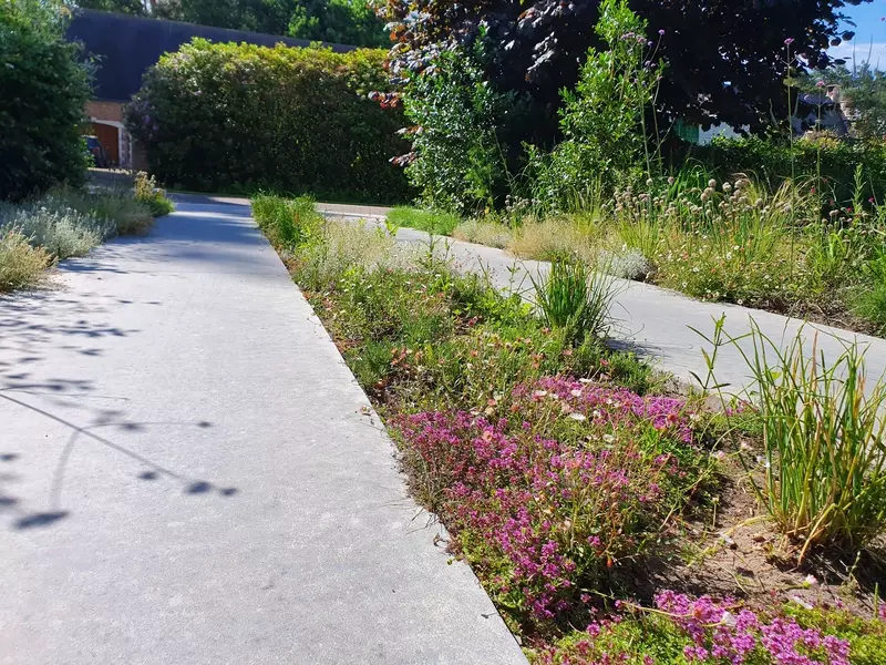 Waterdoorlatende oprit met een bandenspoor van gewassen beton en tussenbeplanting van sedumsoorten, kruiptijm, bieslook ed...
