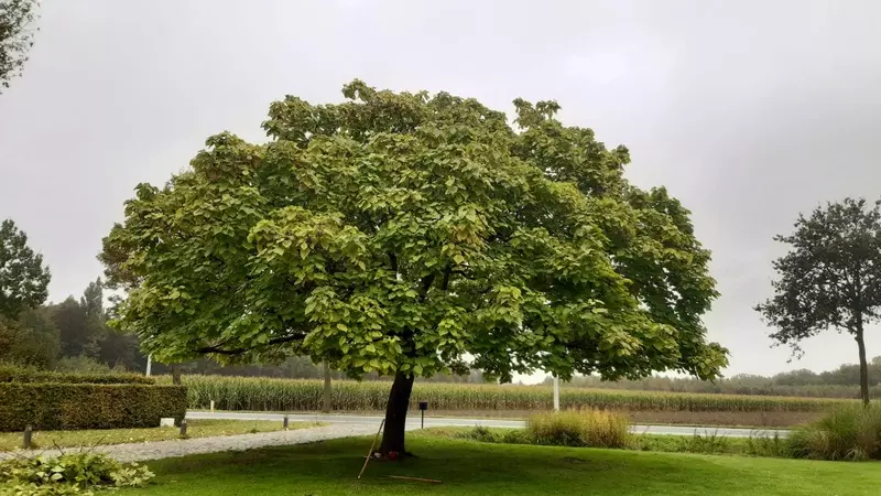 Prachtige boom werd mooi bij gesnoeid