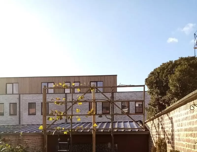 Leiboom in stadstuin tegen inkijk