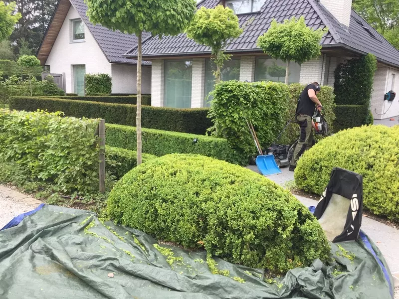 Buxus-, taxushaagjes...