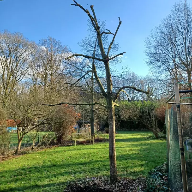 Opsnoeien van een fruitboom