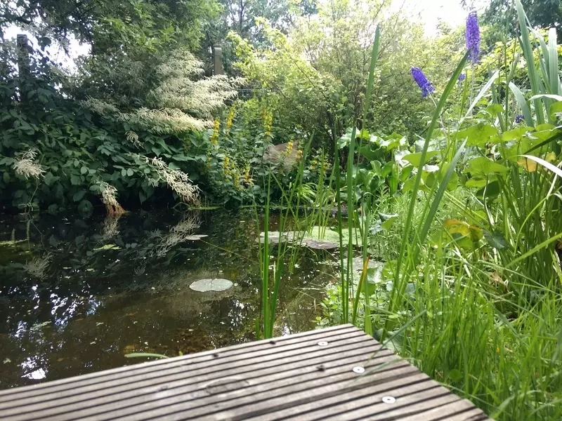 natuurlijke vijver
