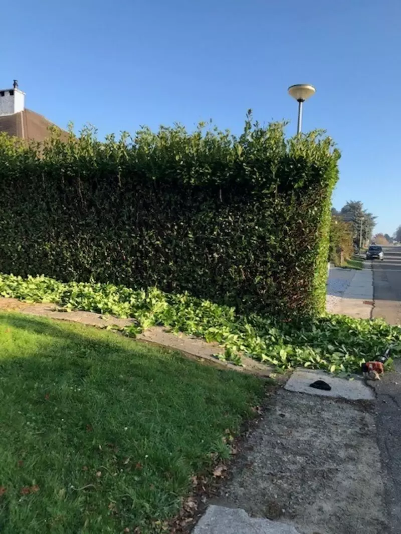 laurier haag