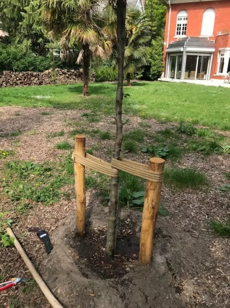 kerselaar planten
