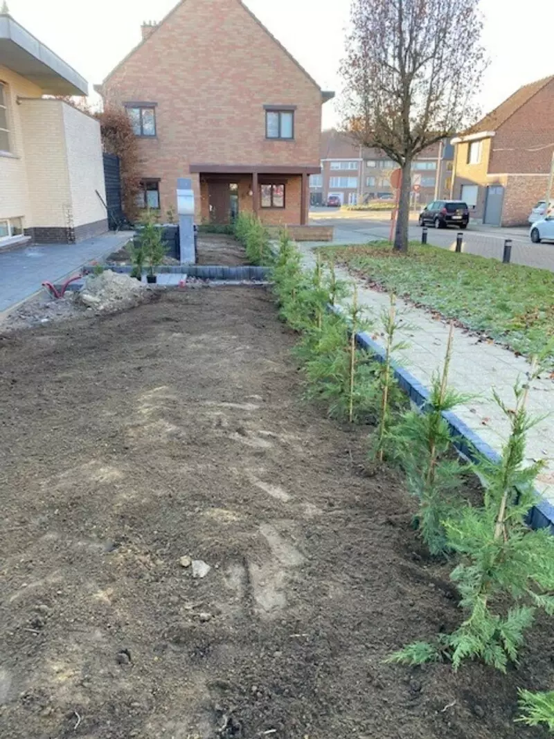 conifer haag met nieuwe bodem