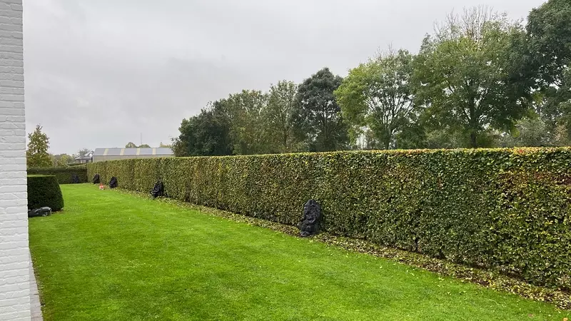 Snoeien van beukenhaag 