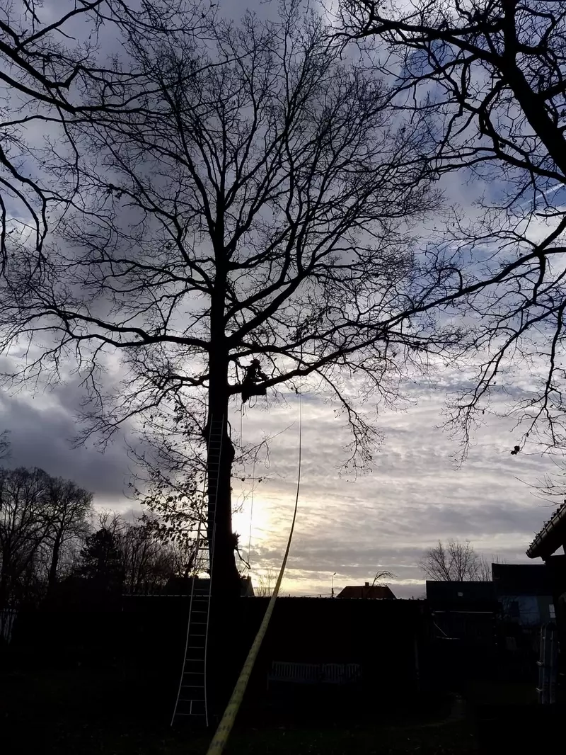 Snoeien van bomen 