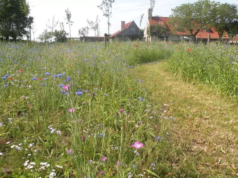 Bloemenweide