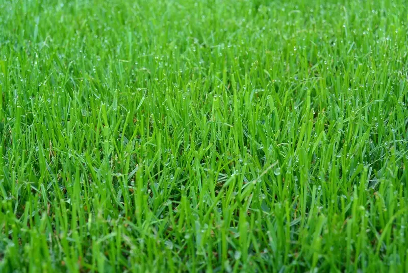 Gras