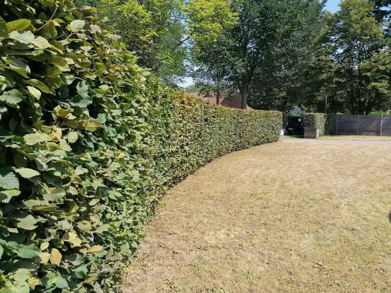 U kan bij ons terecht voor het scheren van al uw hagen.