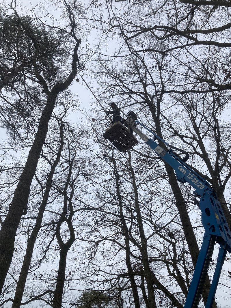 Bosonderhoud. Dood hout verwijderen boven oprijlaan.