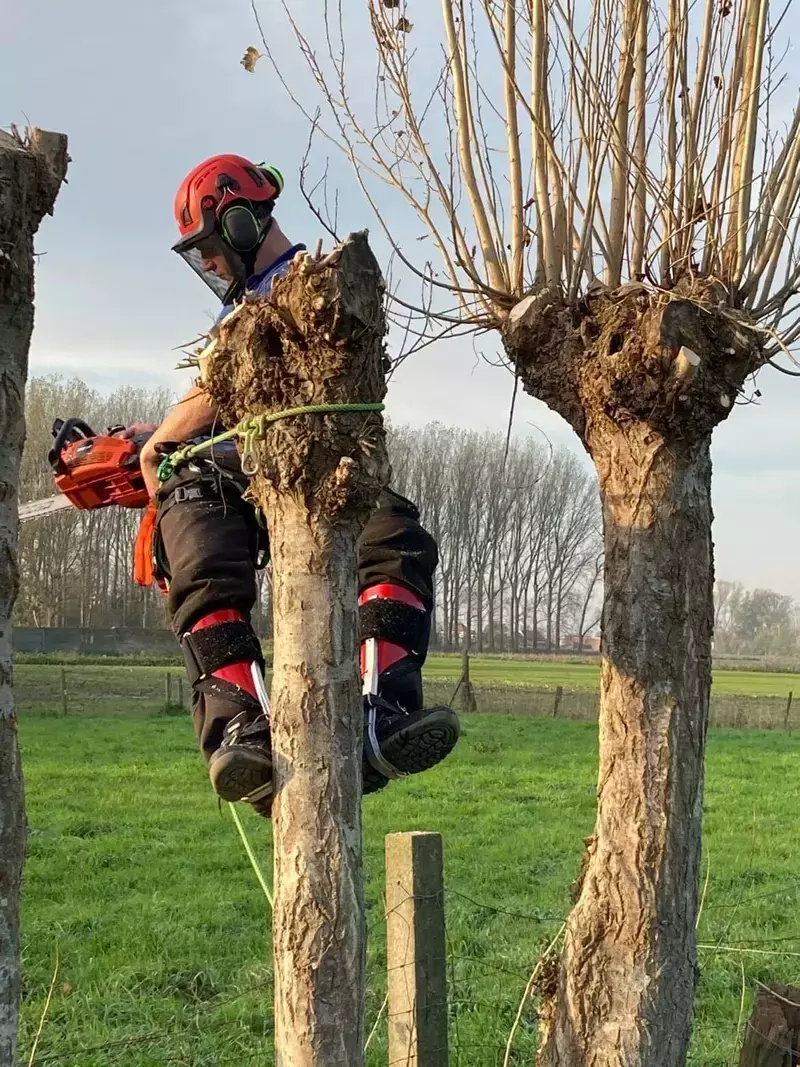 Snoeien van bomen