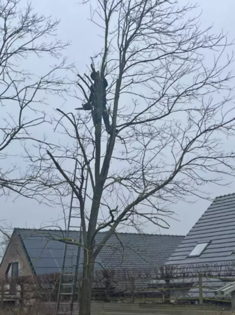Tuinbeau