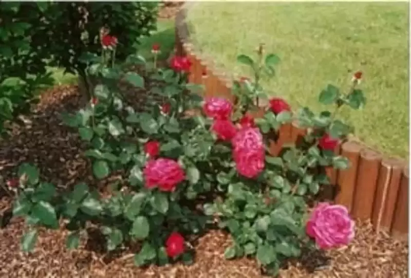 Tuincentrum + Tuinaanleg Bullens