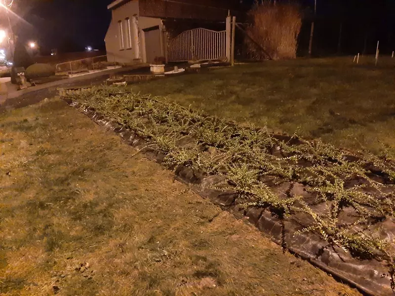 aanplanting Lonicera
