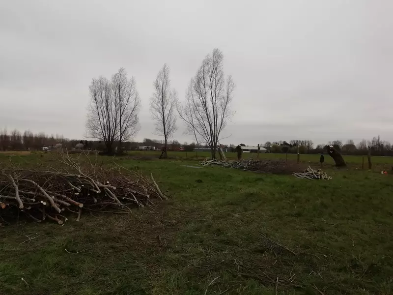Bomen Knotten