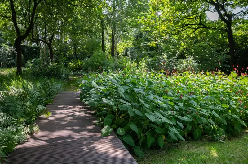 Natuurlijke tuin in bosomgeving