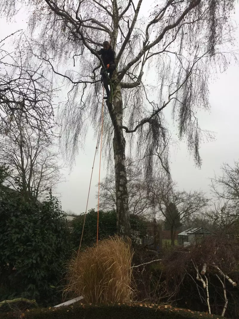 Snoeien van bomen