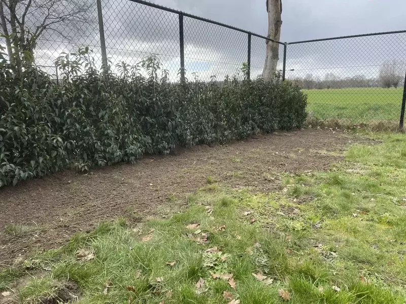 Aanplanting haag met prunus lusitanica