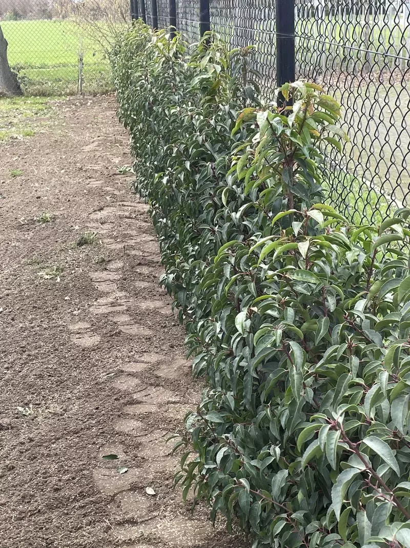Aanplanting