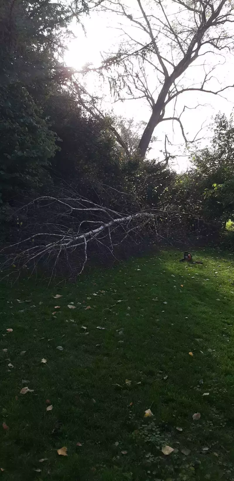 Bomen afzagen