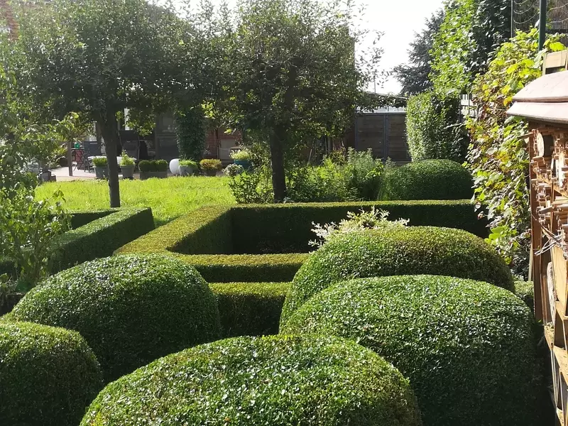 Buxus 
