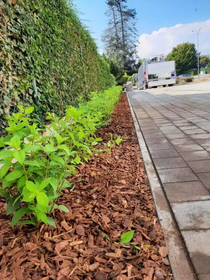 Aanplanting van border met klein blijvende pluimhortensia's afgewerkt met een lage schors 