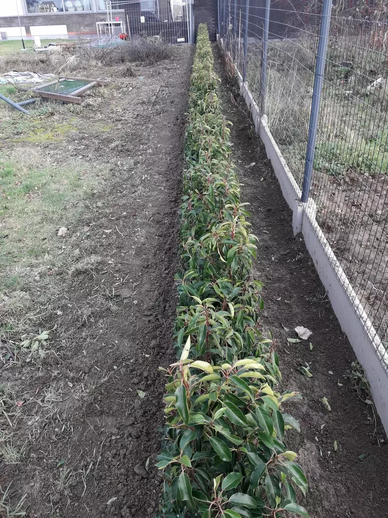 Aanplant nieuwe haag met Prunus Lusitanica, inclusief eerste scheerbeurt.