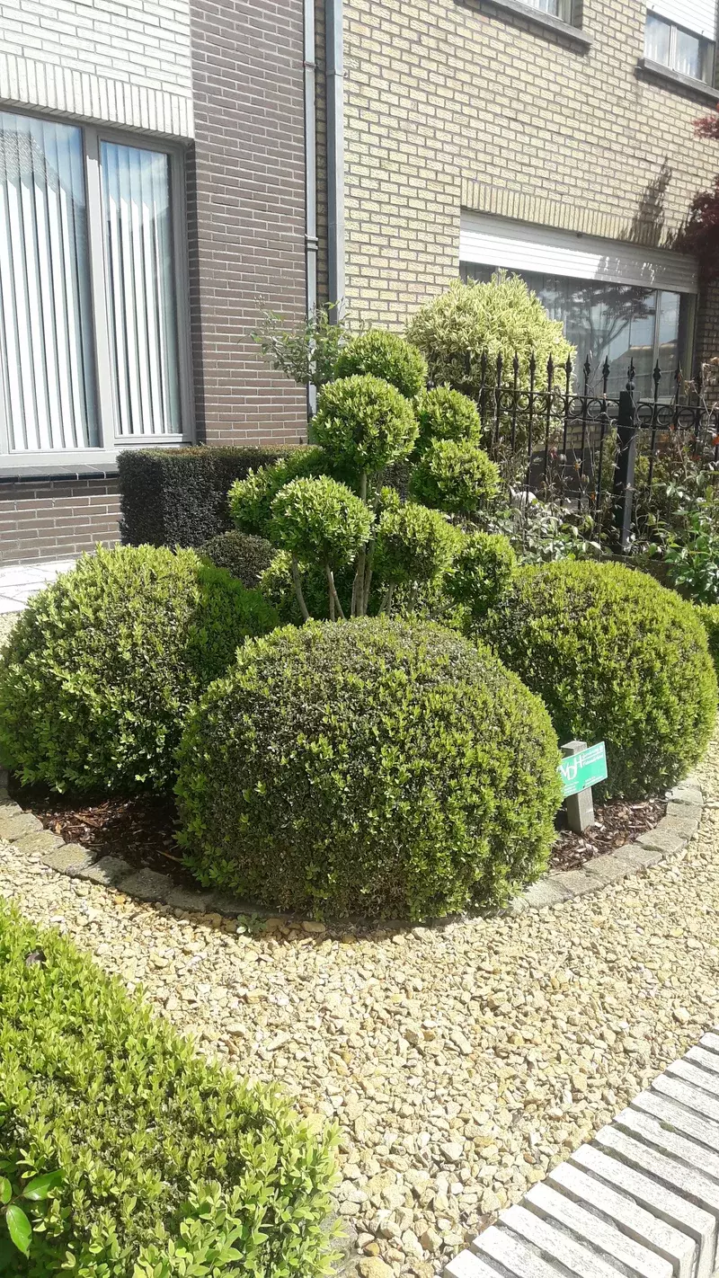 Onderhoud buxusmassief