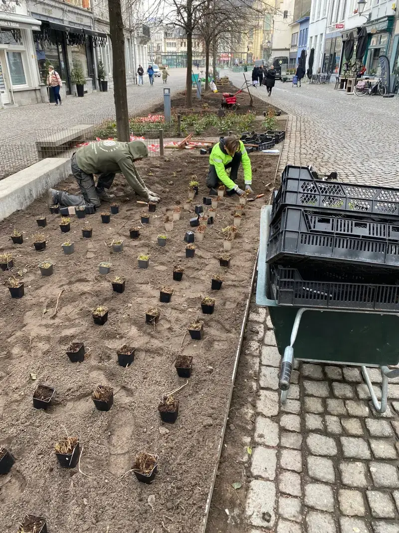 Aanplantingen openbare ruimtes