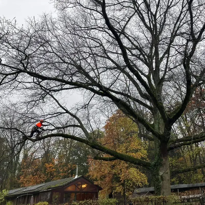 Onderhoudssnoei en Veiligheidscontrole van grote Amerikaans eik