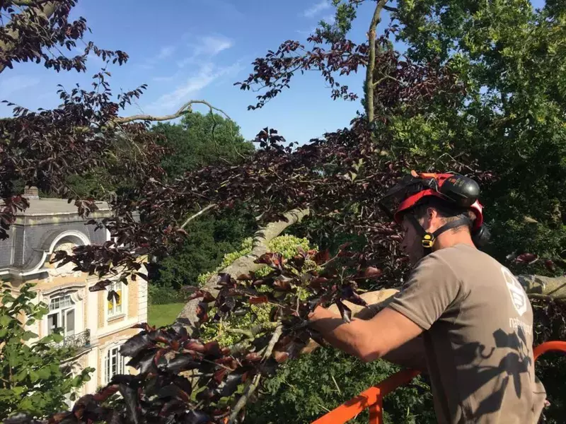 Algemene toestand Rode beuk verbeteren: beschermen tegen de zon. Inpakken met jute. 