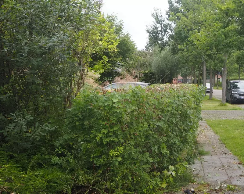 Verlagen van haag voor meer lichtinval in voortuin. Ten goede van beplanting. 