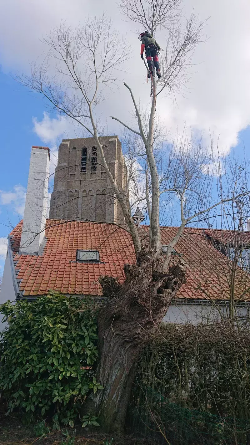 Overhangende uitgegroeide knotwilg snoeien: werk in de hoogte. 