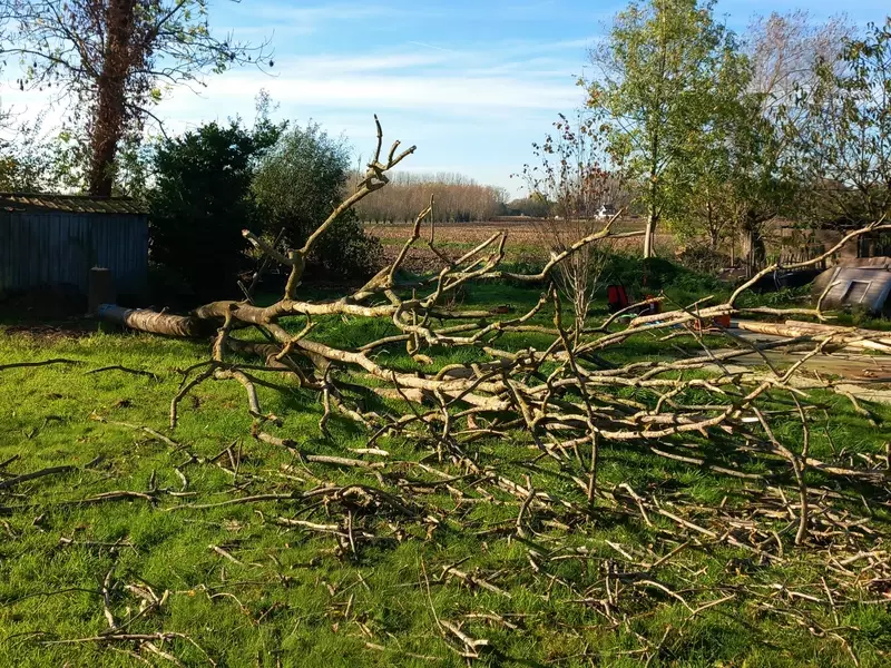 velling van dode boom