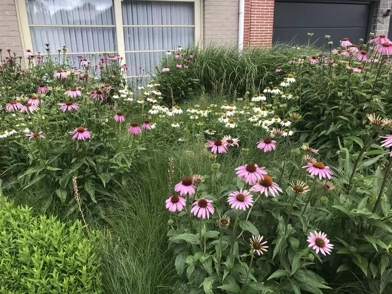 Onze showtuin of prairietuin te Aartselaar. Vrij te bezoeken. Een combinatie van siergrassen en vaste planten