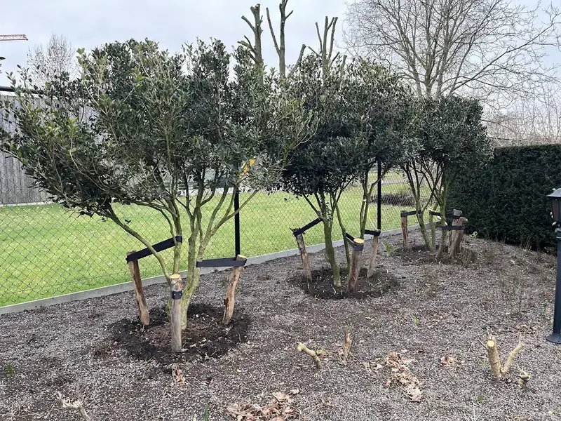 Aanplant meerstammige bomen (Osmanthus)