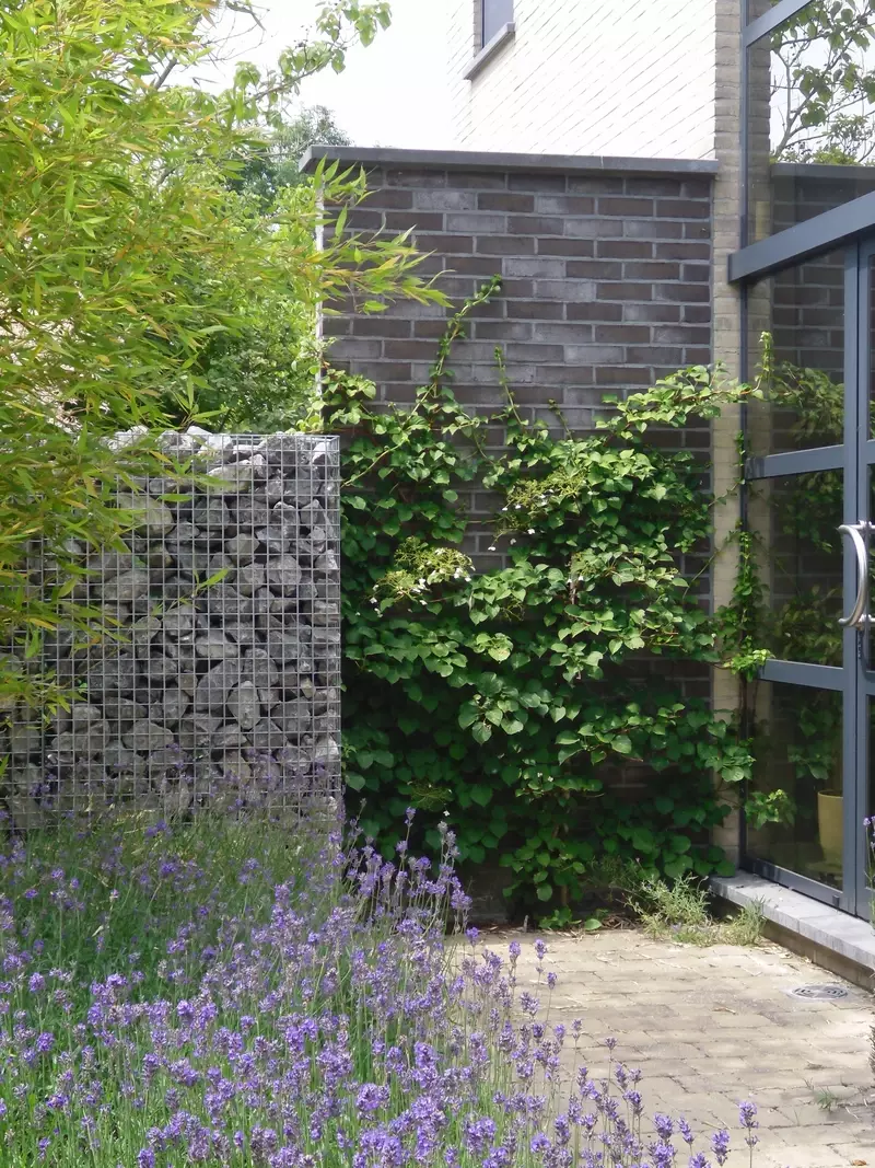 Steenkorf met klimplanten tegen een muur