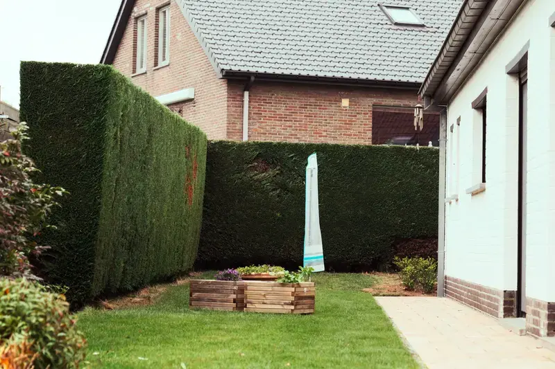In opdracht van de klant een Leylandii ingekort.