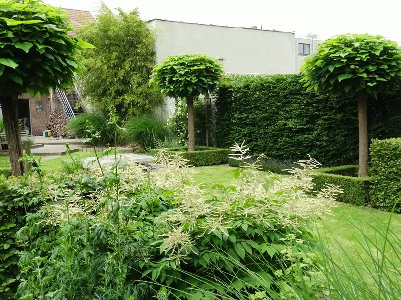 Strakke tuin met hagen en stadsbomen