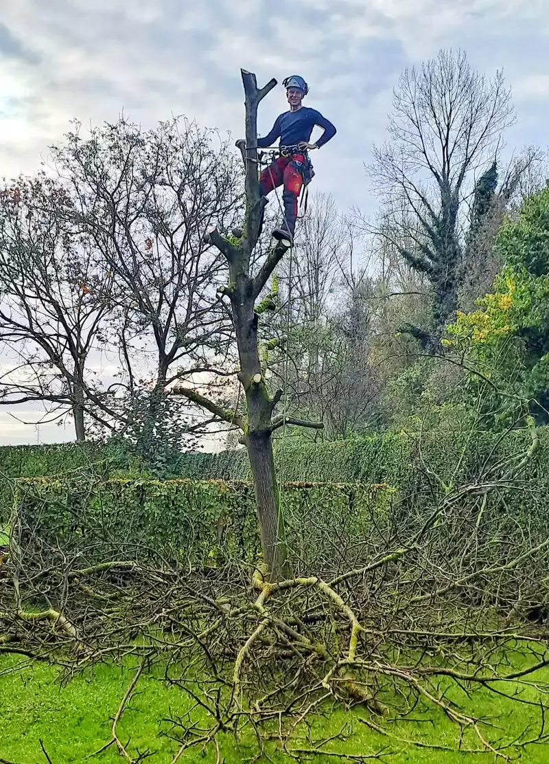 Demonteren van dode notenboom