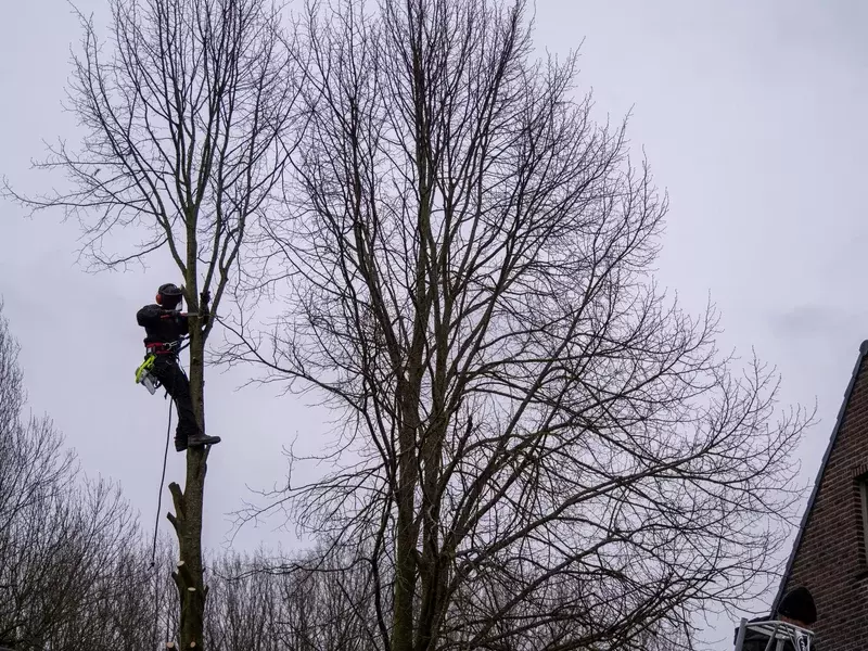 Verwijderen van bomen die te dicht bij de woning stonden door middel van klimtechnieken