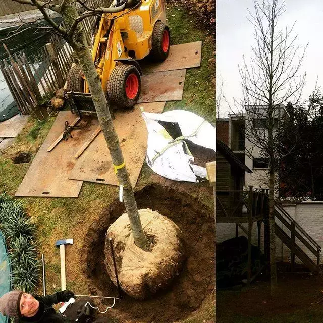 Bij het aanplanten van bomen proberen we de grootste maten tegen de beste prijzen in jouw tuin te krijgen. Soms komt hier iets zwaarder materiaal bij kijken dan een kruiwagen.