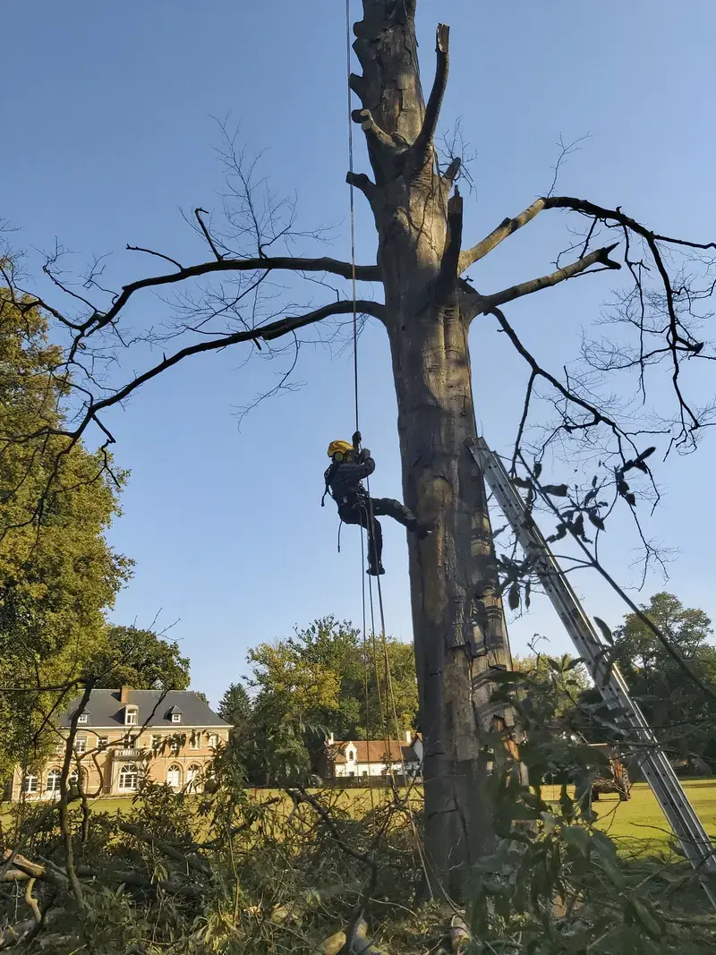 Gesnoeide boom met touwklimmen