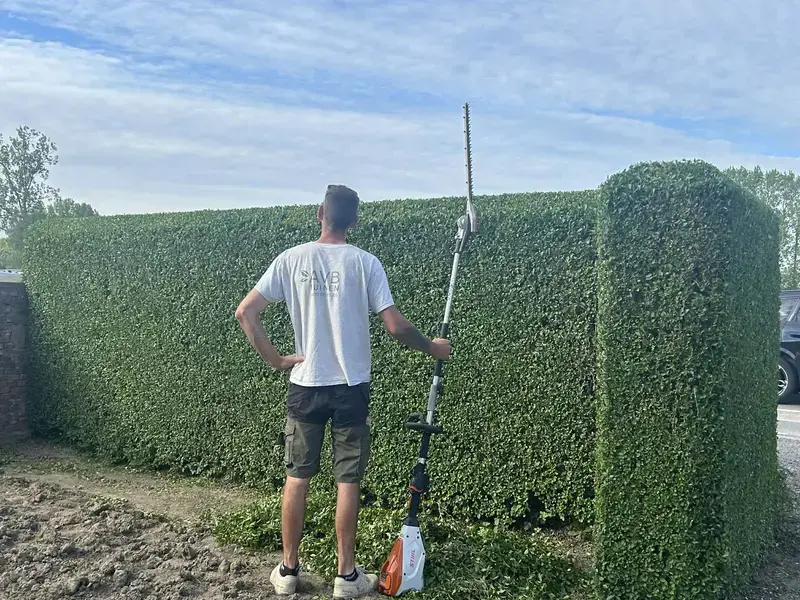 Onderhoud en vormsnoei van legustrum haag